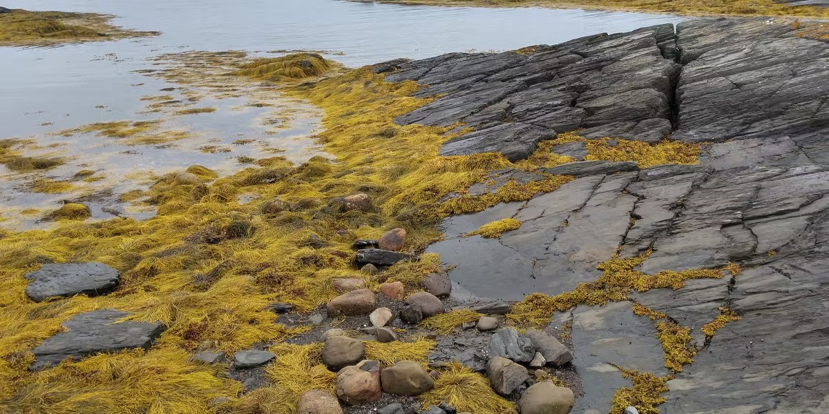 Algas marinhas na agricultura: importantes aliadas diante dos desafios climáticos