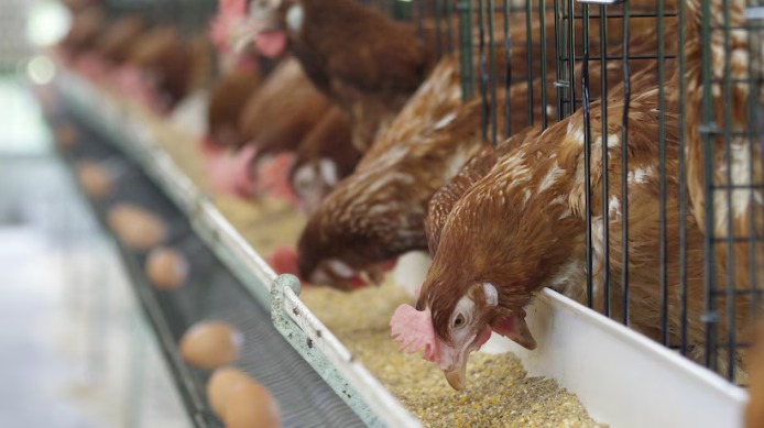 Técnicas adequadas de manejo minimizam o estresse térmico em poedeiras, alerta especialista