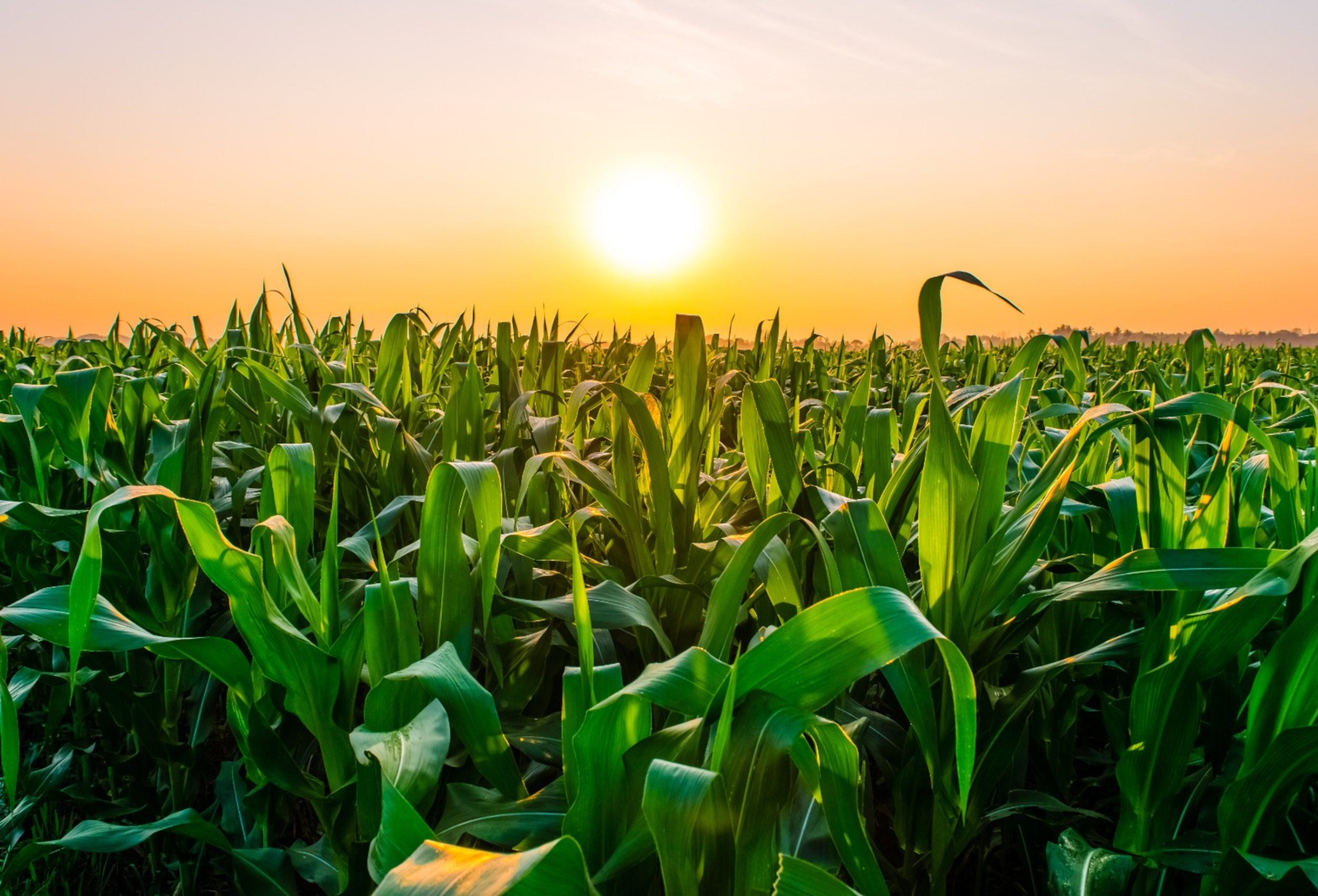 Bayer e Elicit Plant unem forças na França para o cultivo de milho