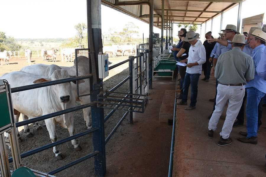 Criadores que adquirirem animais no leilão de touros jovens avaliados e aprovados pela Embrapa ganharão nova ferramenta para otimizar gestão do negócio