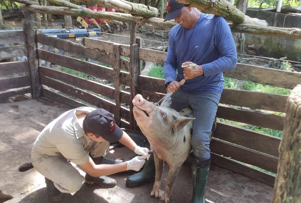 Ações de vigilância da Agrodefesa contribuem para Goiás manter status de zona livre da peste suína clássica