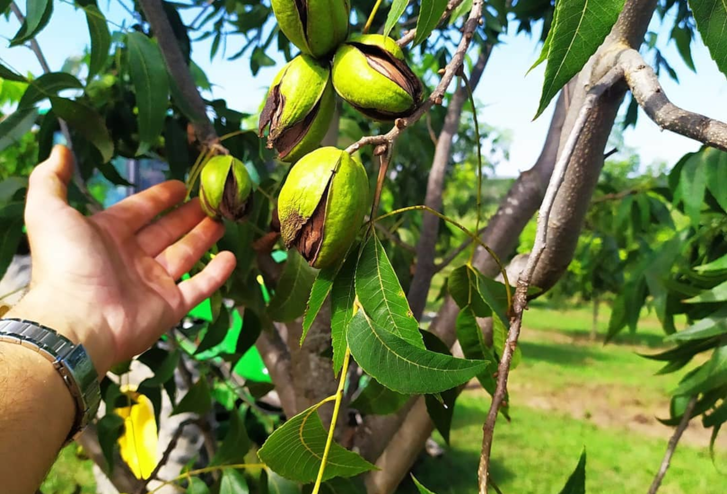 Produtores serão orientados a seguir protocolo Chinês para exportarem noz-pecã