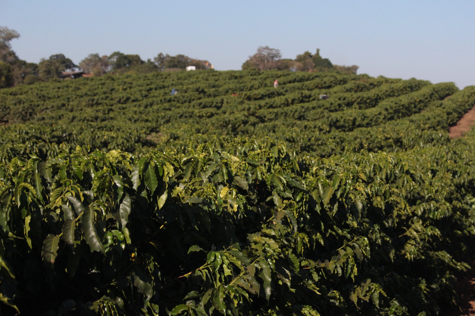 Campos Gerais se consolida como maior produtor de café do Sul de Minas