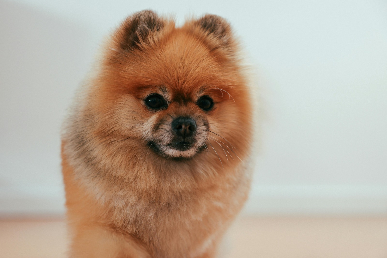 Descubra como ômega 3 e ômega 6 podem melhorar a pele e o pelo do seu animal de estimação