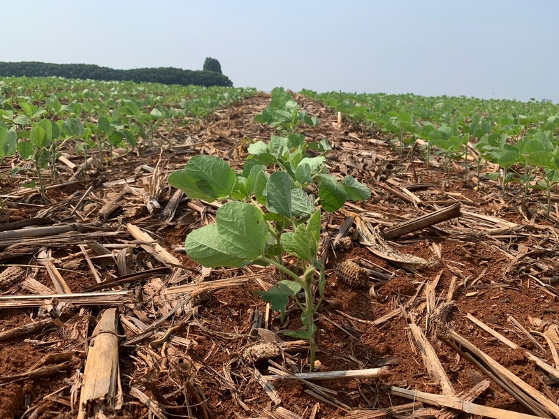 Tecnologia avançada em melhoramento genético: SEEDCORP I HO lança cinco novas cultivares de soja