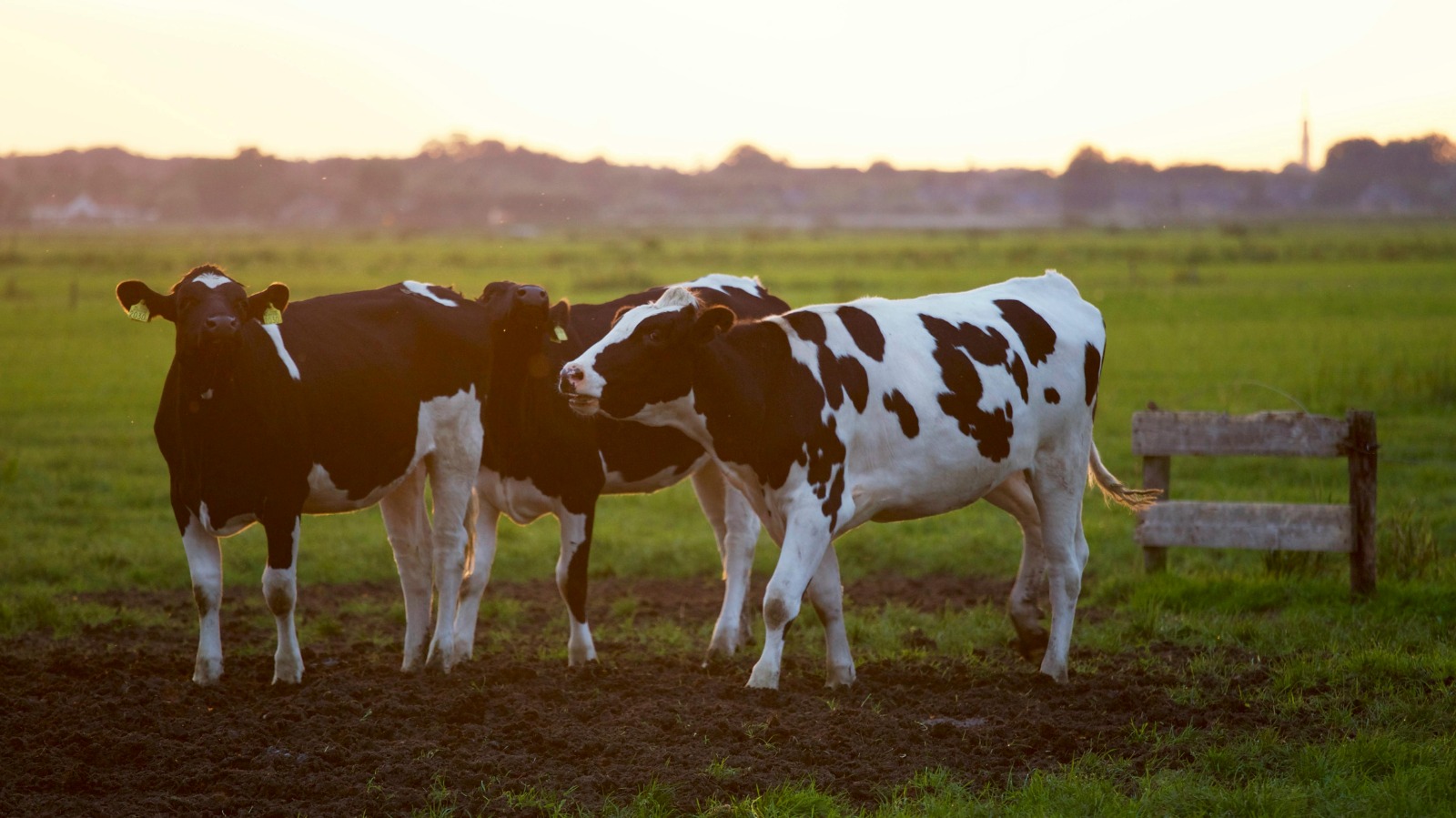 Vacas curtem música? Conheça técnica de bem-estar animal da Tijuca Alimentos