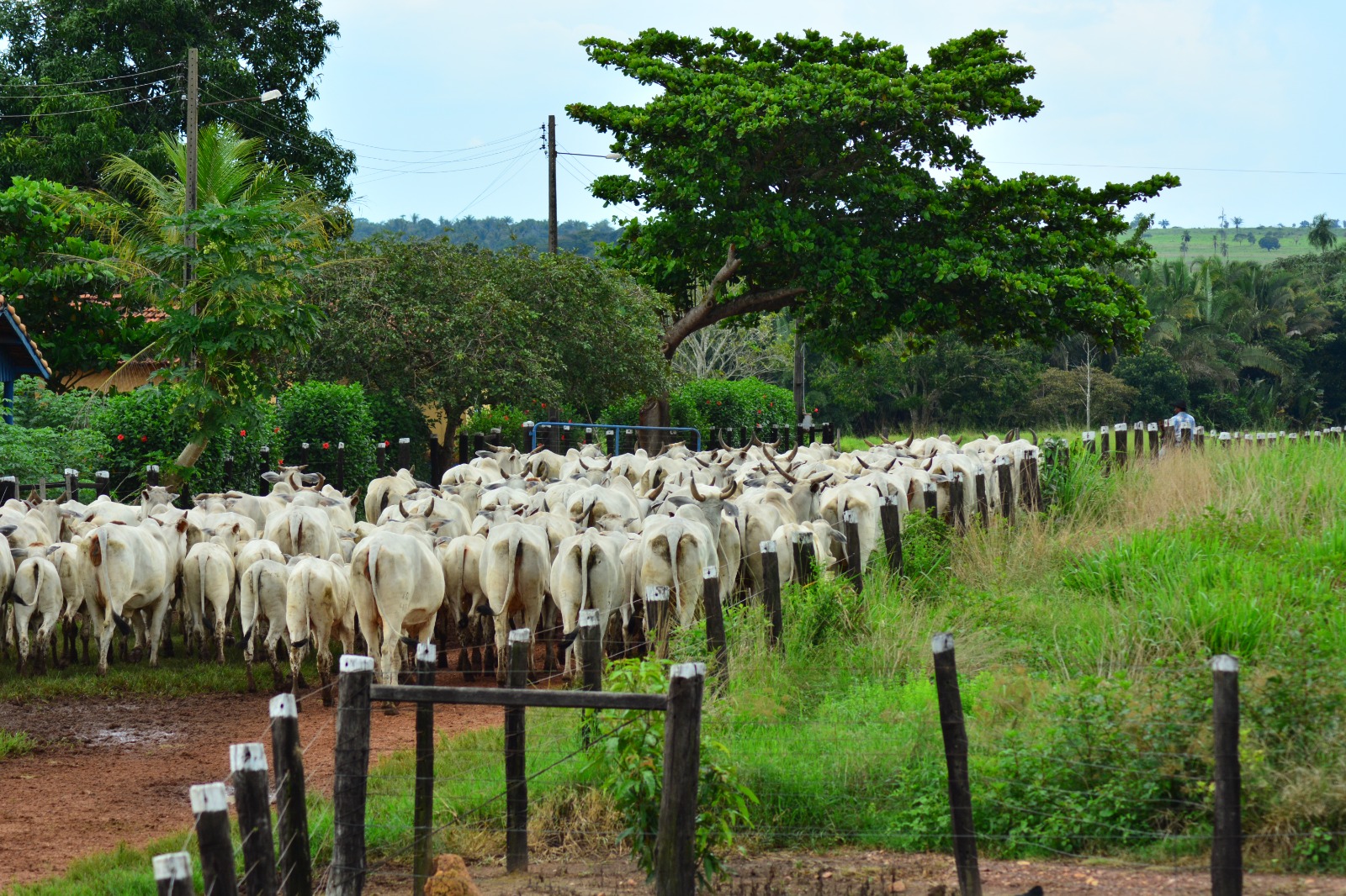 Touros com certificação superior em fertilidade garantem mais resultados a pecuaristas de corte