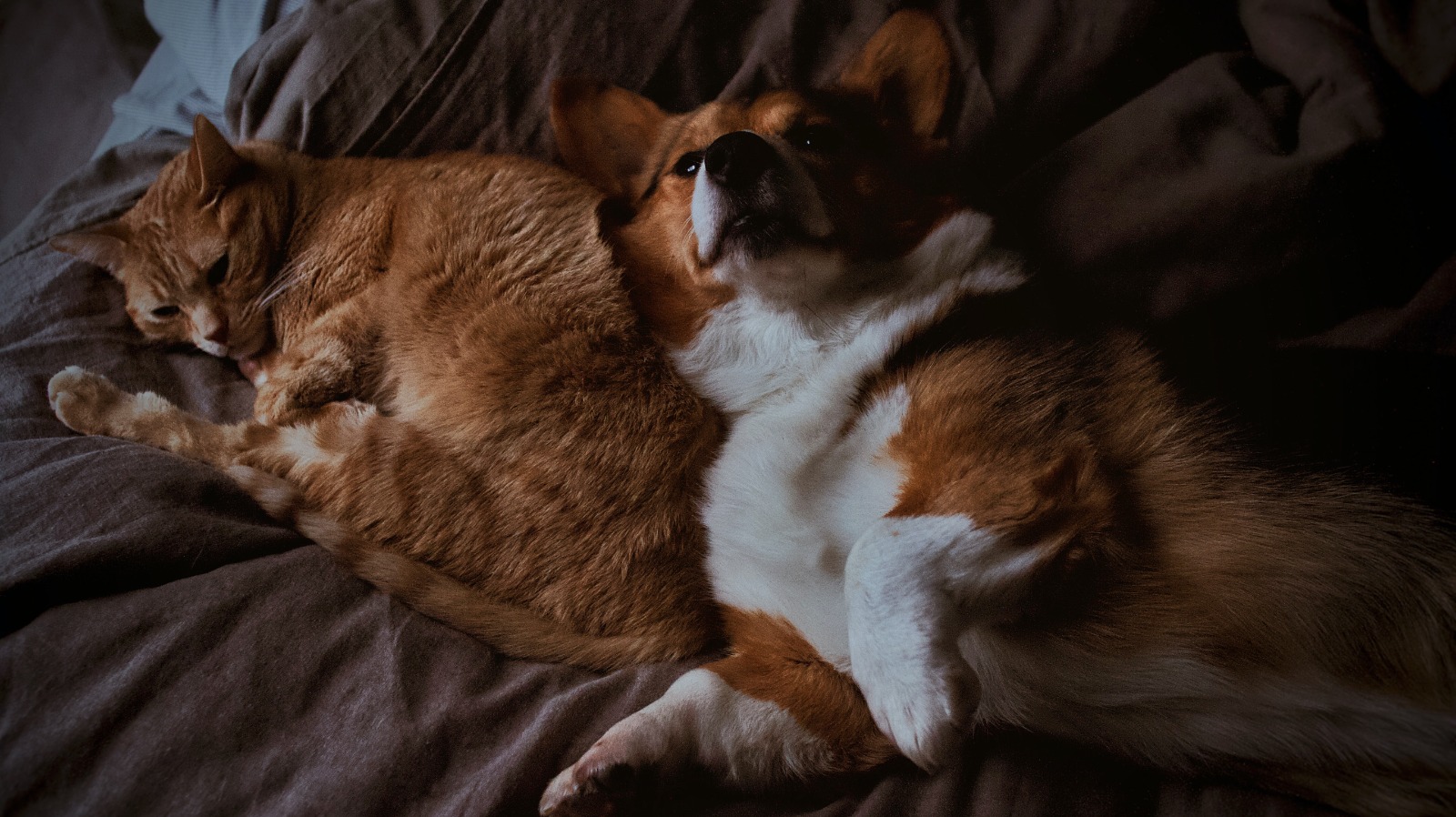 Doenças respiratórias em pets. Solução depende da administração correta de antibióticos