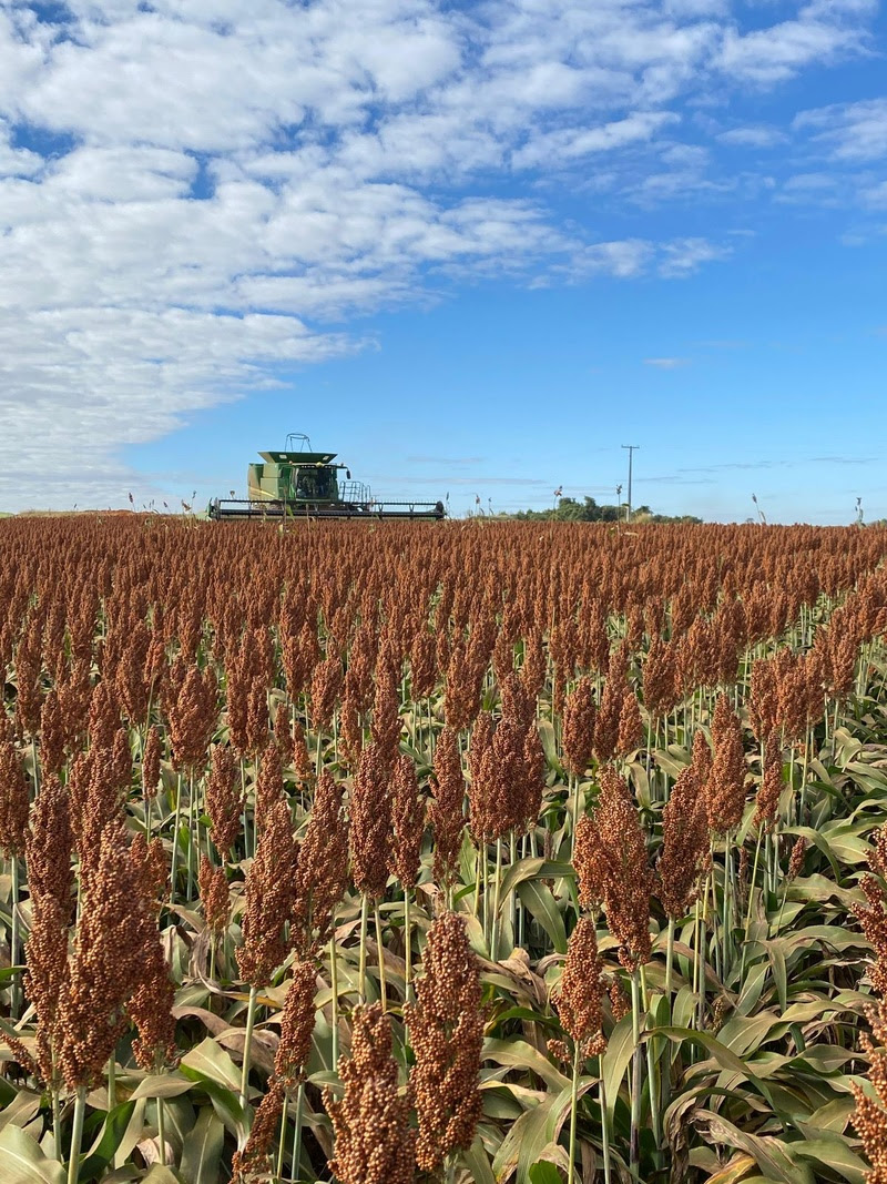 Nutrição mineral aliada à interação das plantas com micro-organismos é manejo promissor para a atividade agrícola sustentável