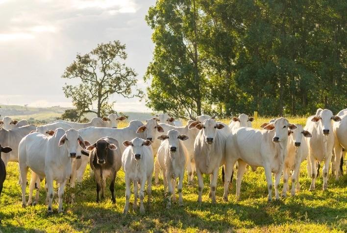 Programa de Eficiência de Carcaça tem mais de 306 mil animais avaliados