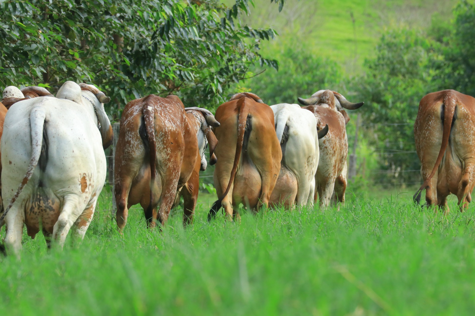 Compra coletiva: ação inovadora no mercado de genética bovina oferece descontos de até 65% em sêmen para rebanhos leiteiros