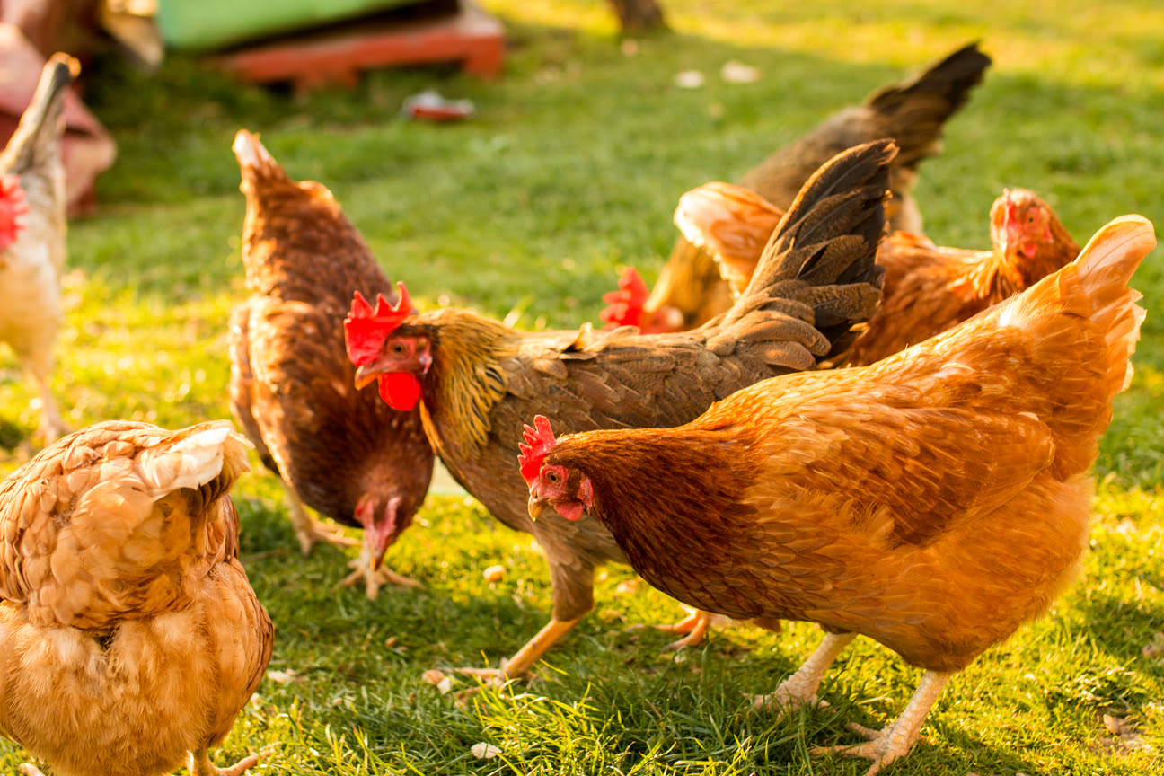 Rações naturais e sem antimicrobianos trazem ganhos à criação de aves e suínos