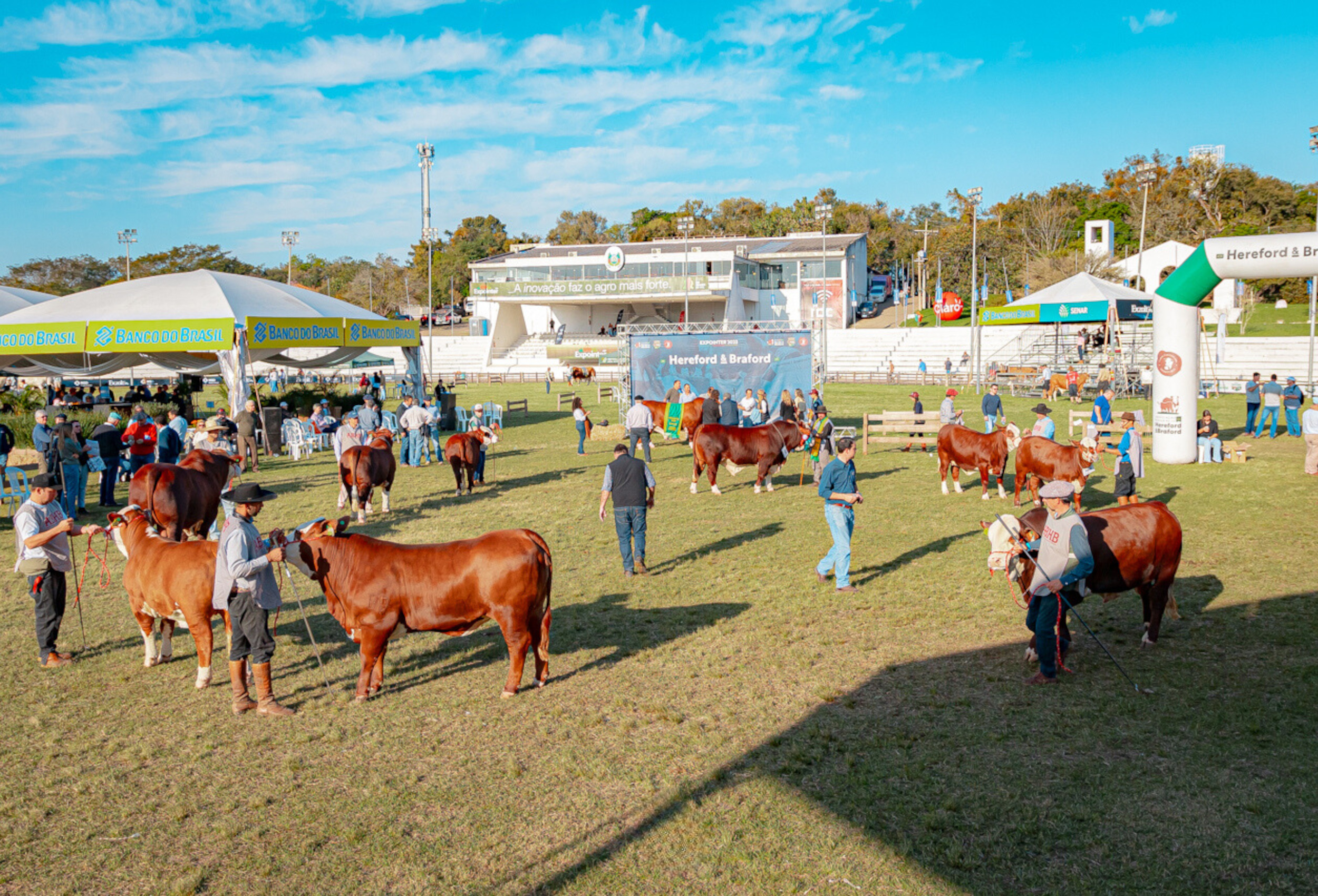 Raças Hereford e Braford aumentam representação para a Expointer deste ano