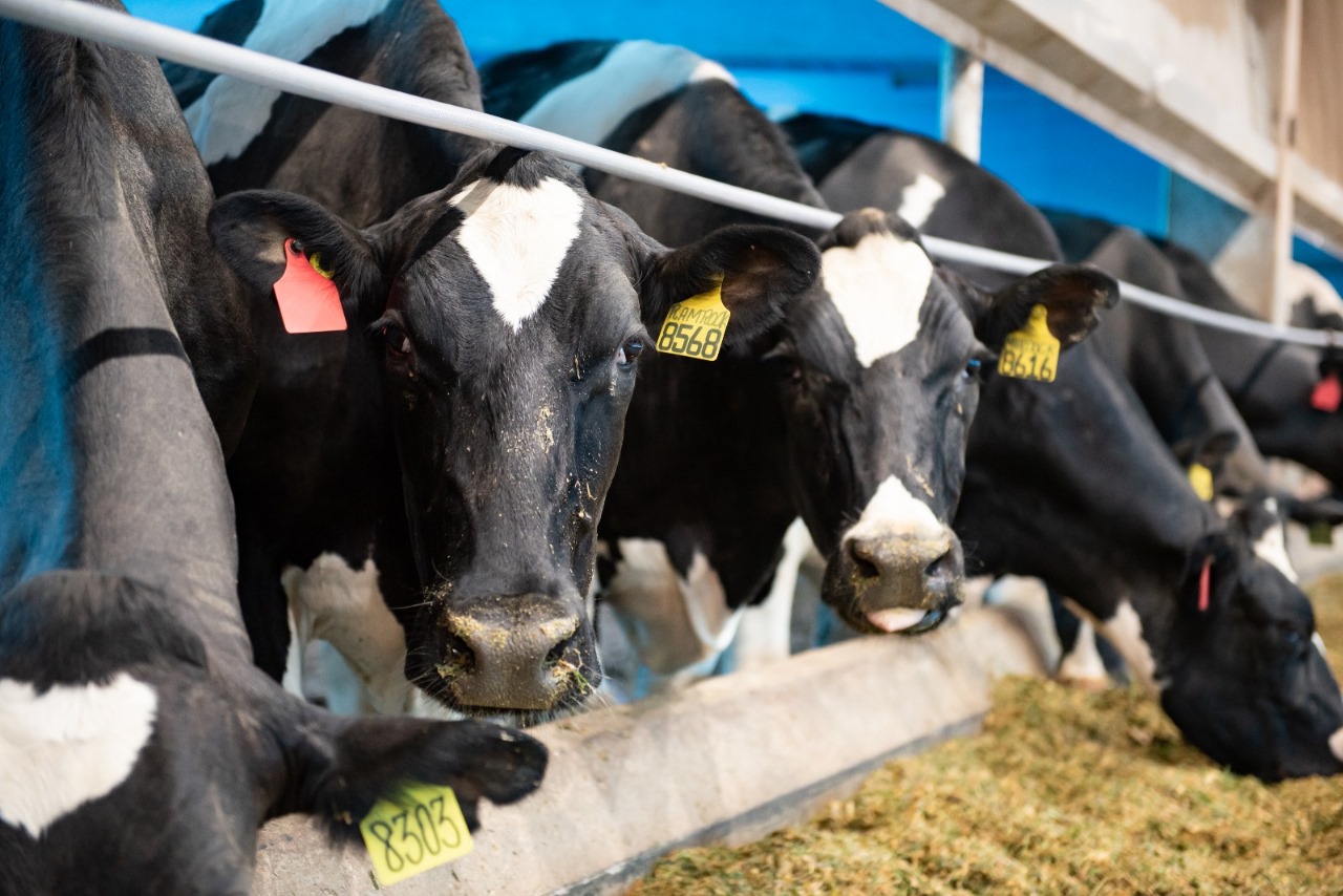 Tecnologias em nutrição para maior rentabilidade no leite é destaque da Auster na Agroleite 2024