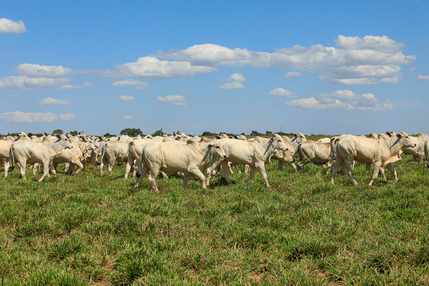 Biofertilizantes Conforto é novidade do maior e mais sustentável confinamento do Brasil para agricultores