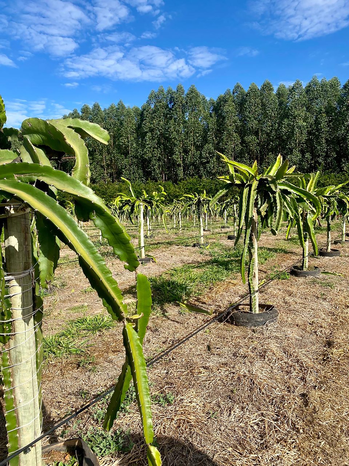 Governo de Goiás lança Programa Goiano de Remineralizadores de Solo