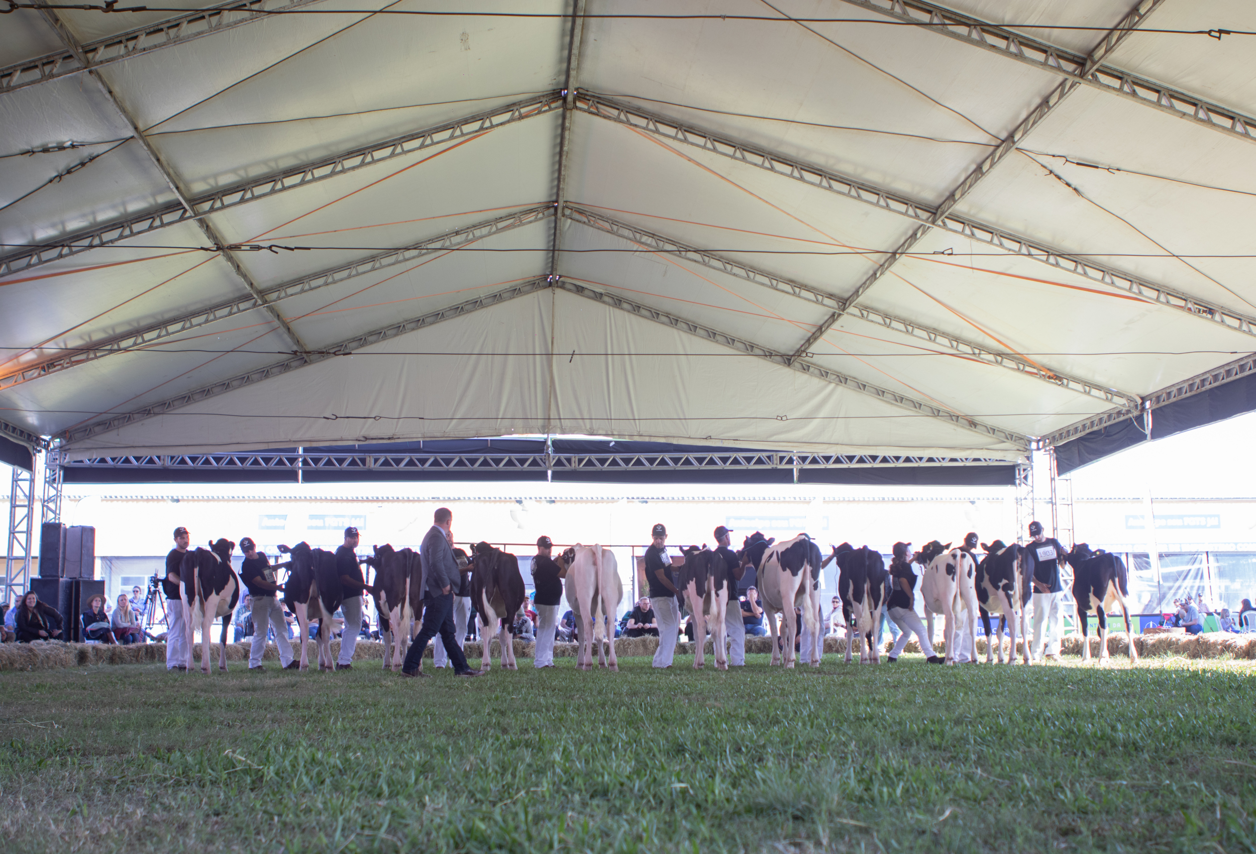 Produtores de leite apostam na qualidade e produtividade das vacas na 47ª Expointer