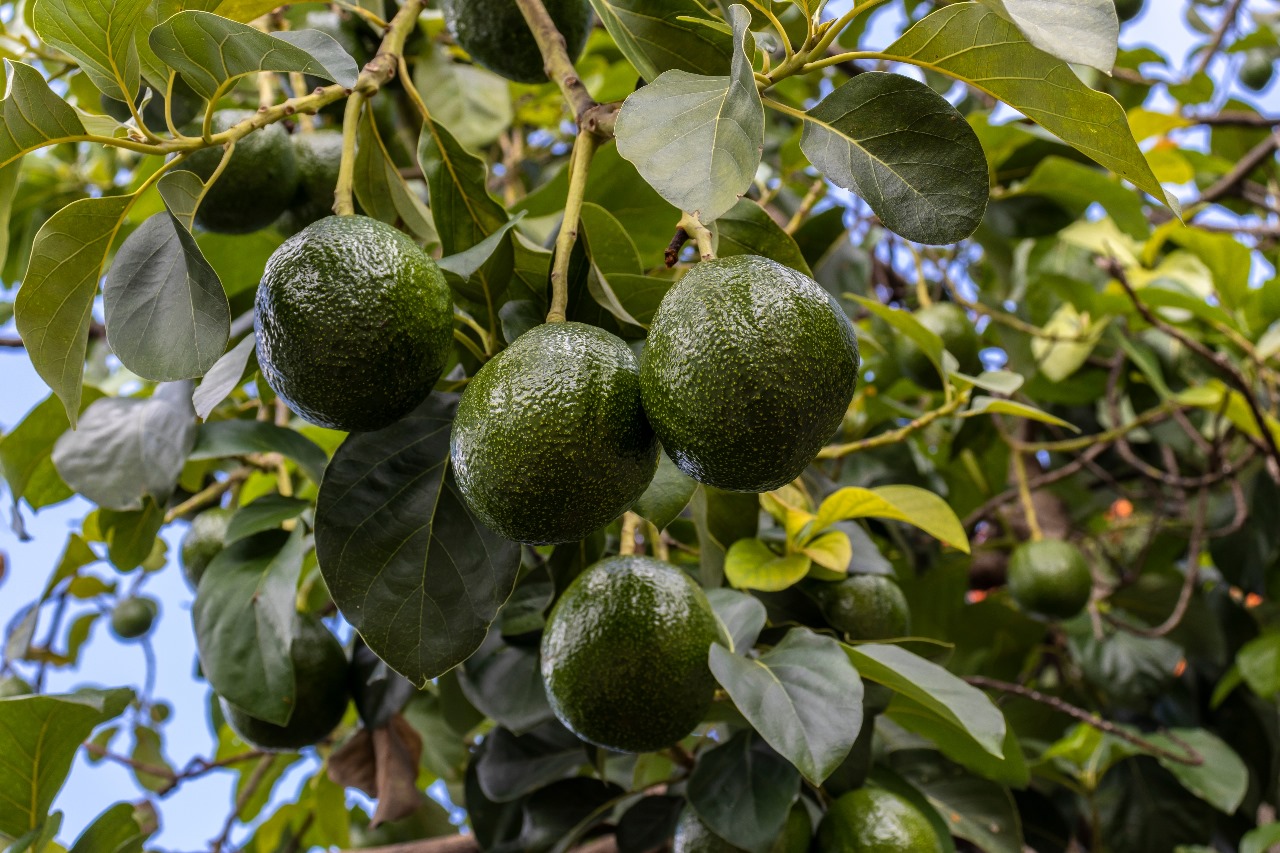 Associação de produtores de abacate promove dia de campo sobre nutrição e técnicas de manejo integrado de pragas