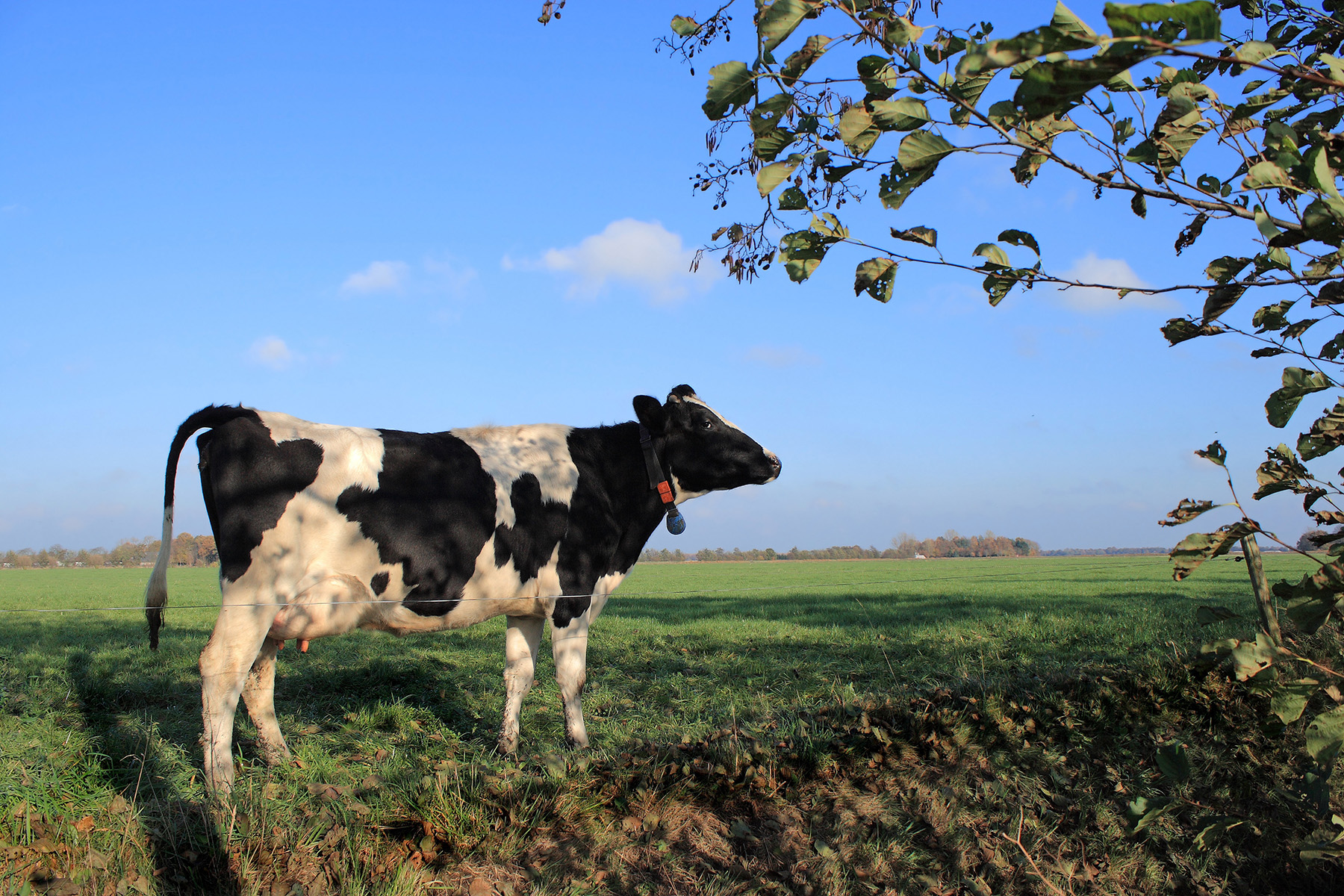 Trouw Nutrition lança produtos para a transição de vacas leiteiras na Agroleite 2024