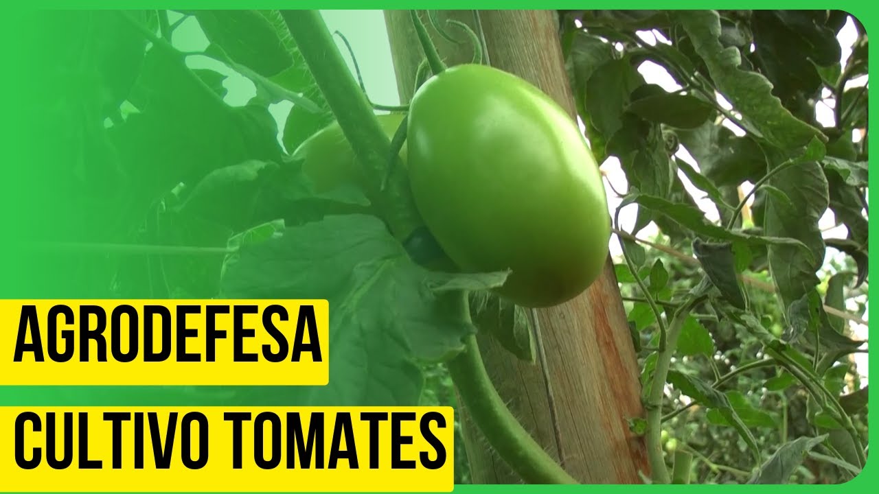 Agrodefesa: Produção de tomates em Goiás.