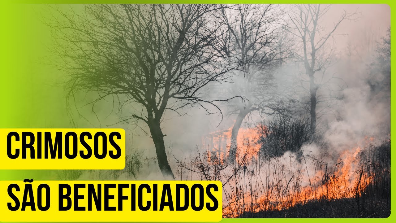 Decisão da Lei contra incêndios criminosos em GO