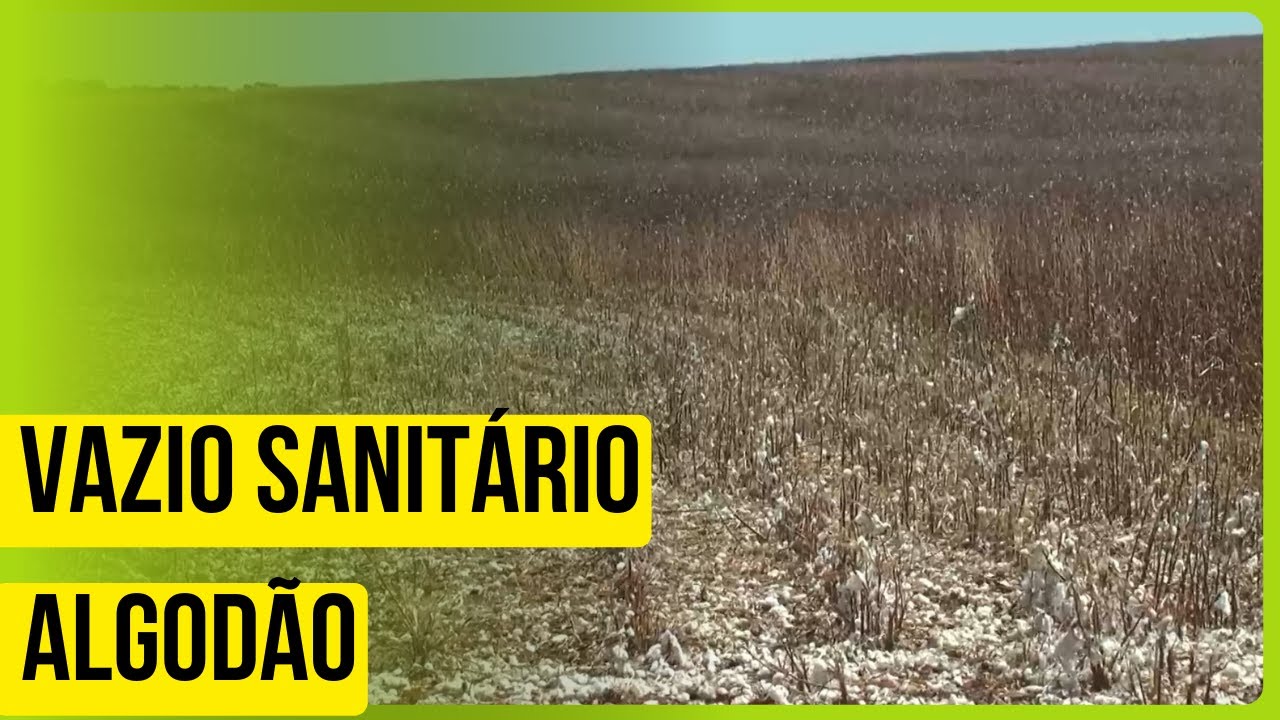 Vazio sanitário do algodão em Goiás