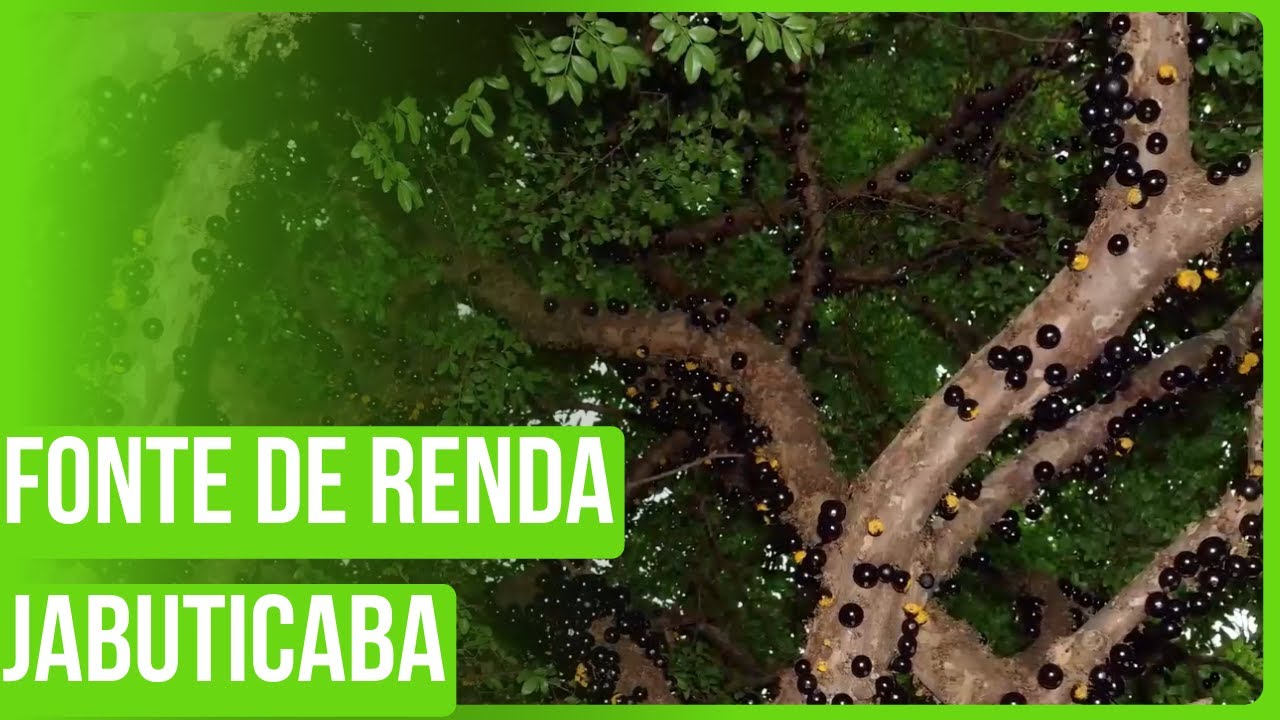 Hidrolândia: Fruta é fonte de renda