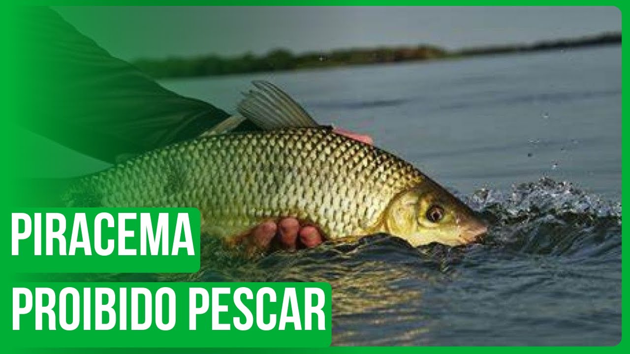 Piracema: Pesca proibida até 28/02