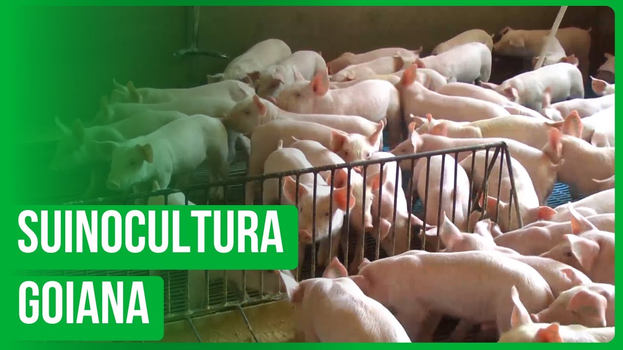 Recorde na Suinocultura goiana