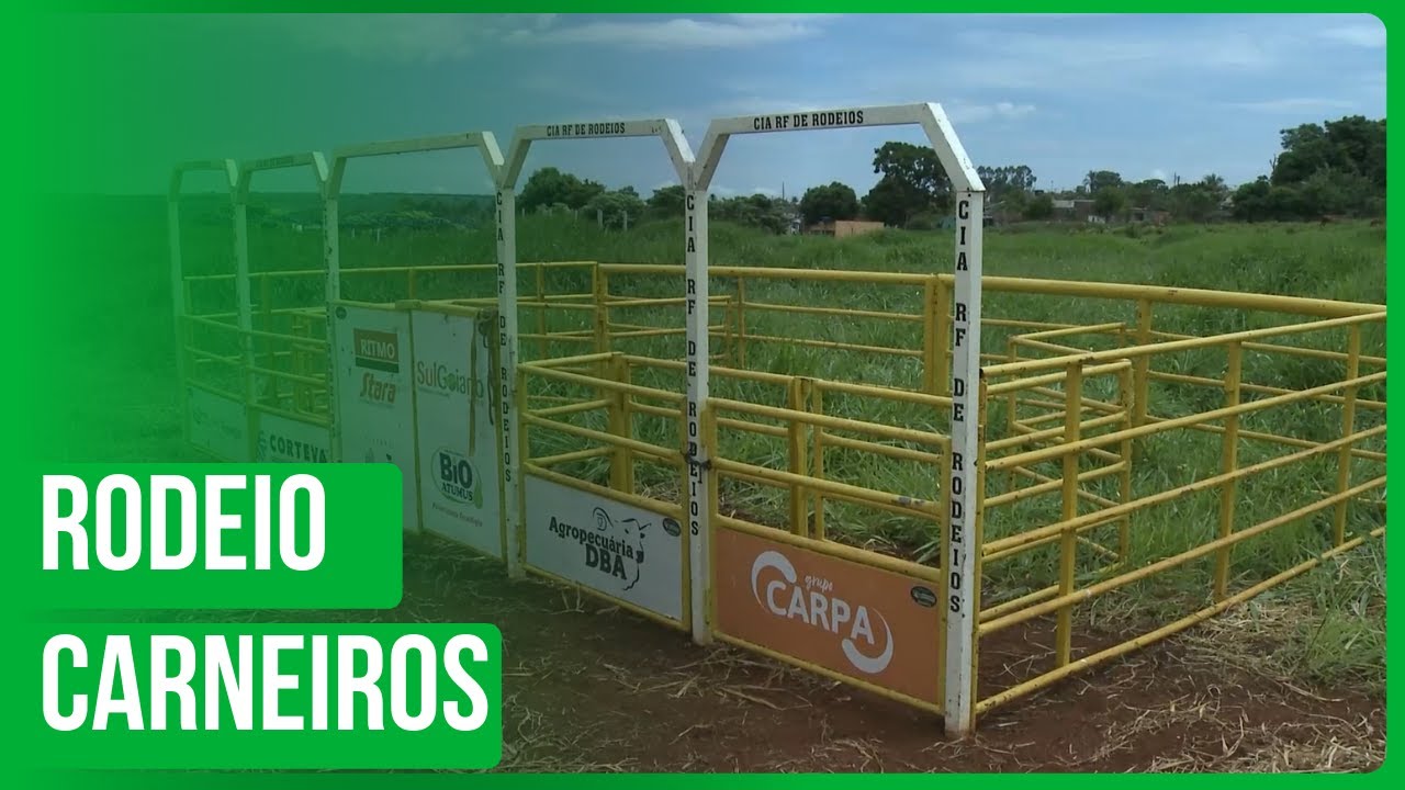 Rodeio em carneiros