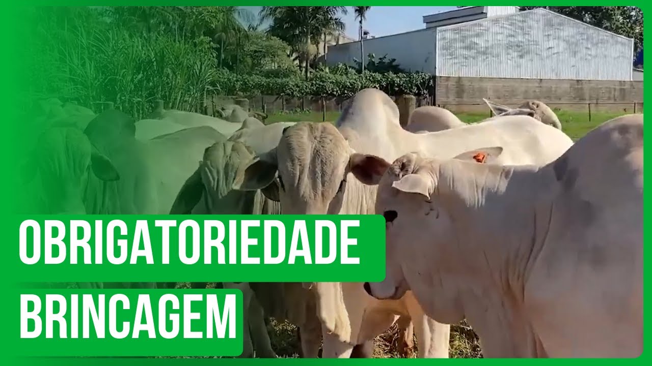 Rastreamento na pecuária brasileira